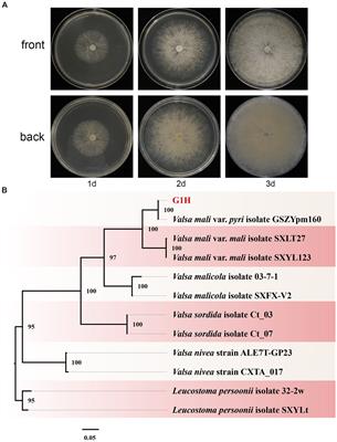 Antifungal mechanism of cell-free supernatant produced by Trichoderma virens and its efficacy for the control of pear Valsa canker